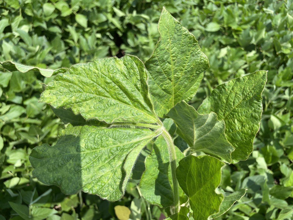 alabamaED's tweet photo. Cool mosaic symptoms on soybean leaves on one ☝️ plant in the middle of a soybean sentinel plot. I suspect Soybean mosaic virus or Bean pod mottle virus (or something completely different) #Virus #Soybean #CropNetwork https://t.co/1nI3x003zB