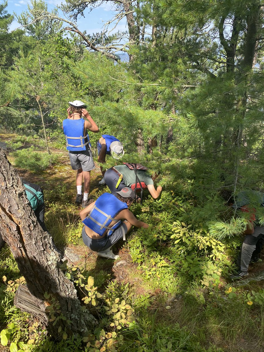 VoyageursCLV's tweet photo. Et les bluets en plus! And a major blueberry expedition as well! https://t.co/aiRbWtGDUi