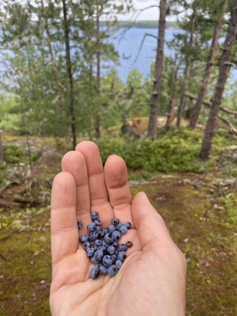 VoyageursCLV's tweet photo. Et les bluets en plus! And a major blueberry expedition as well! https://t.co/aiRbWtGDUi