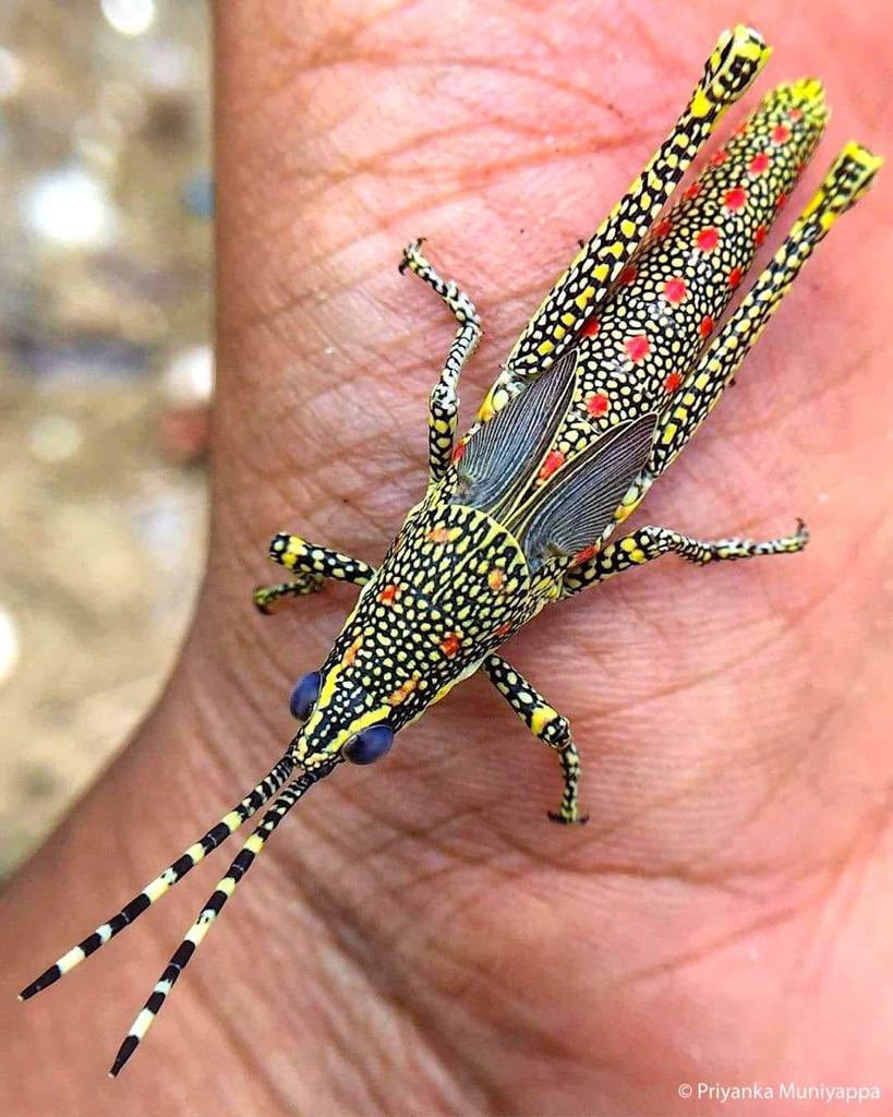 sciencegirl's tweet photo. Painted grasshopper  (Poekilocerus pictus)

📸 Priyanka Muniyappa https://t.co/tGUOj2p1FL