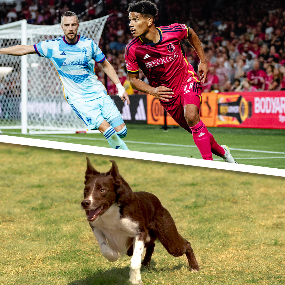 As if there was any question that Edu and Niko had that dog in them. Happy to see our #incredibledog champs taking some hints from these @stlCITYscstars. #AllForCITY