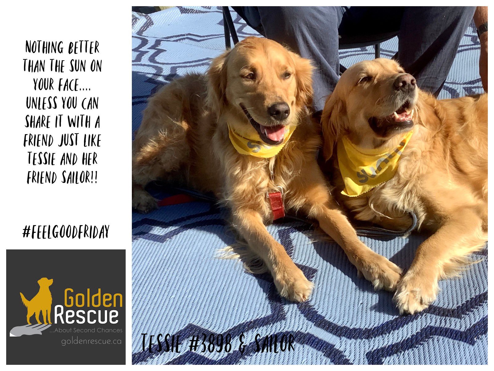 Sunshine hotsell golden rescue