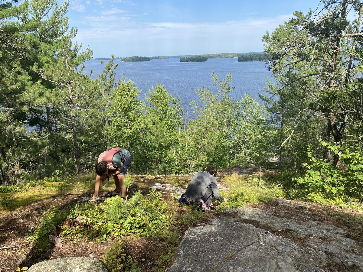 VoyageursCLV's tweet photo. Chercher les bluets! More blueberries! https://t.co/t4wJNSZV54