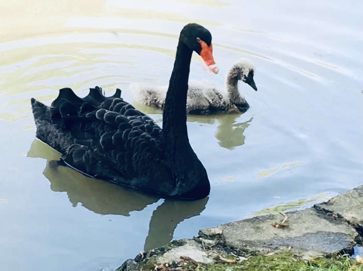 Photo I took of a black swan while visiting Yangzhou, China. I sometimes wonder: "what is he waiting for?"