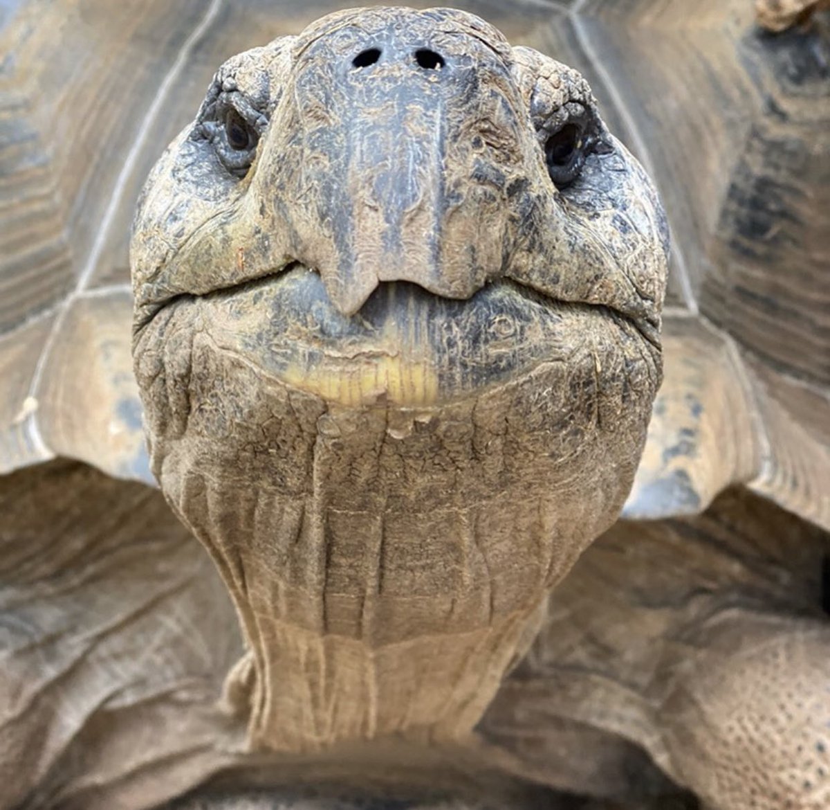 turtletweets's tweet photo. It’s Friday! 🥳 Here’s a gorgeous Galapagos Giant Tortoise #shellfie 📸🐢 You earned it!! Don’t you just love those big, sweet eyes? https://t.co/GIboR4nZ3J