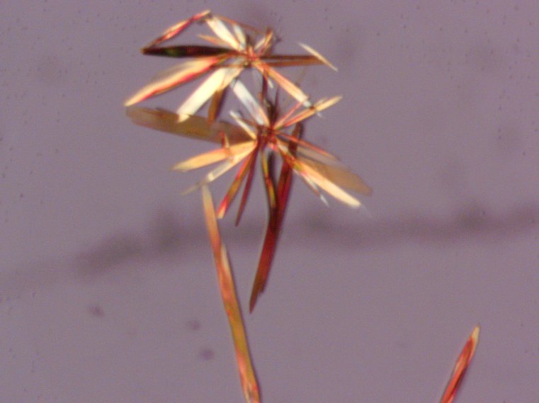 DrMichaelJHall's tweet photo. When your crystals give you palm trees, it might be time for summer holidays. ๐ด๐๐ด Lovely work by @RoySocChem #ACTF Analytical Chem Summer Student, Giovanna @ChemistryNCL #crystalfriday #Crystal https://t.co/p7iH8PZrFG