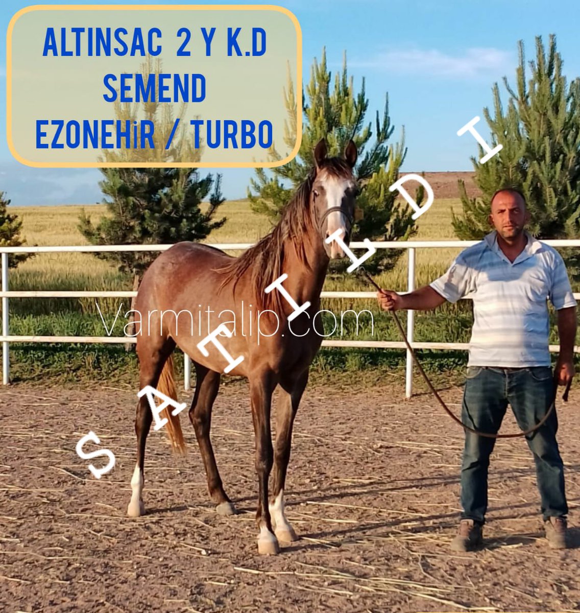 MetinMfg's tweet photo. https://t.co/KF9z8EMZGM
@varmitalip.com da satışa sunulan #Semend-Ezonehir tayı Altınsaç SATILMIŞTIR yeni sahibine alana satana hayırlı olsun abisi KUMBEY G1 galibi olup 8 koşuda 1 milyon 700 bin kazandı @01goko @GokhanAksuGOLD @IsgorenNaim #SatilikTaylar,
📞05362458068 https://t.co/406TsZ1Epd