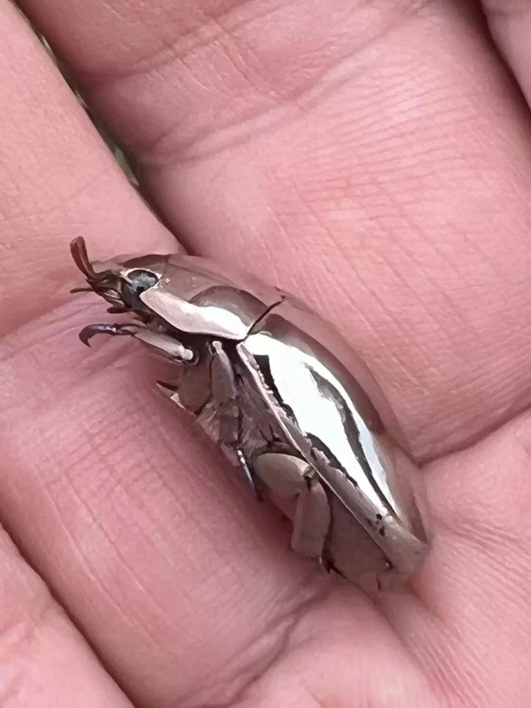 sciencegirl's tweet image. Chrysina limbata, 

Metallic silver beetle found in the tropical rainforests of Central America, including Costa Rica, and Mexico

📸 Michael Farmer