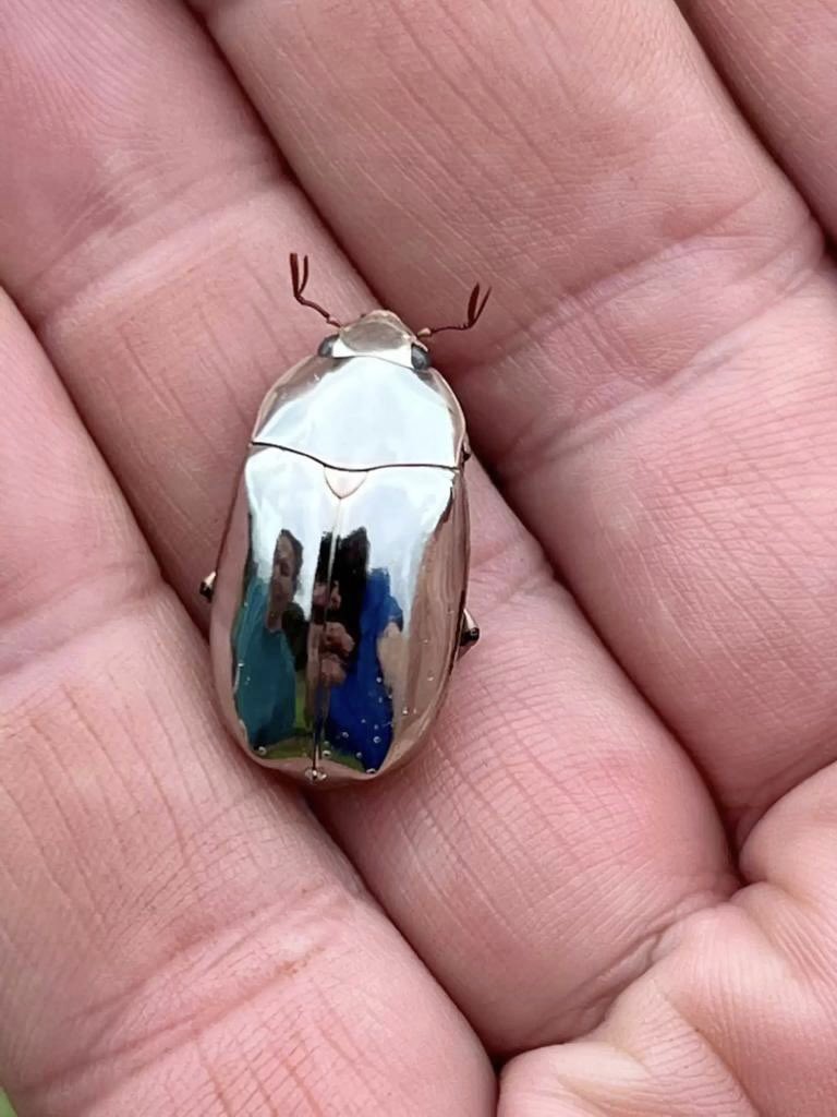 sciencegirl's tweet image. Chrysina limbata, 

Metallic silver beetle found in the tropical rainforests of Central America, including Costa Rica, and Mexico

📸 Michael Farmer