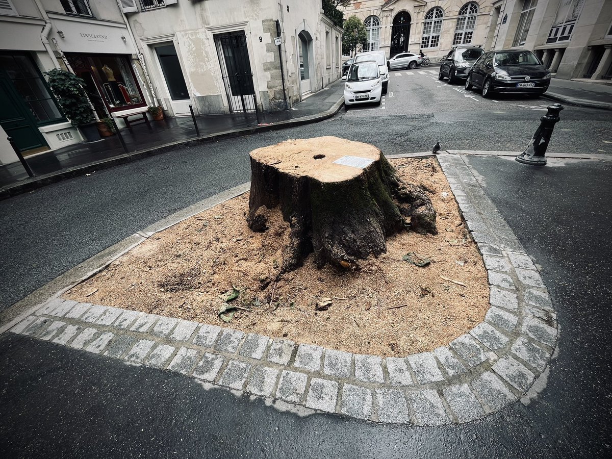 Duunkerke's tweet photo. @GRAUWINBOUTON Un seul arbre tronçonné.
Le plus beau. Le plus imposant.
#Furstemberg https://t.co/jsm50iRNkP