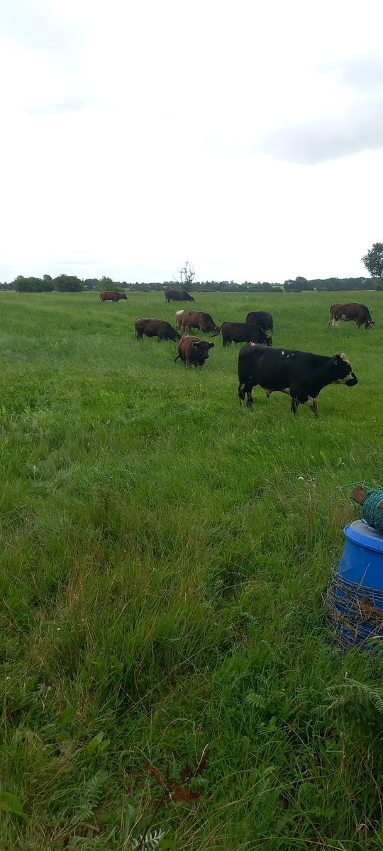 First go at grazing mss after grass . Lots of red clover and plantain present . Looking forward to weight gain