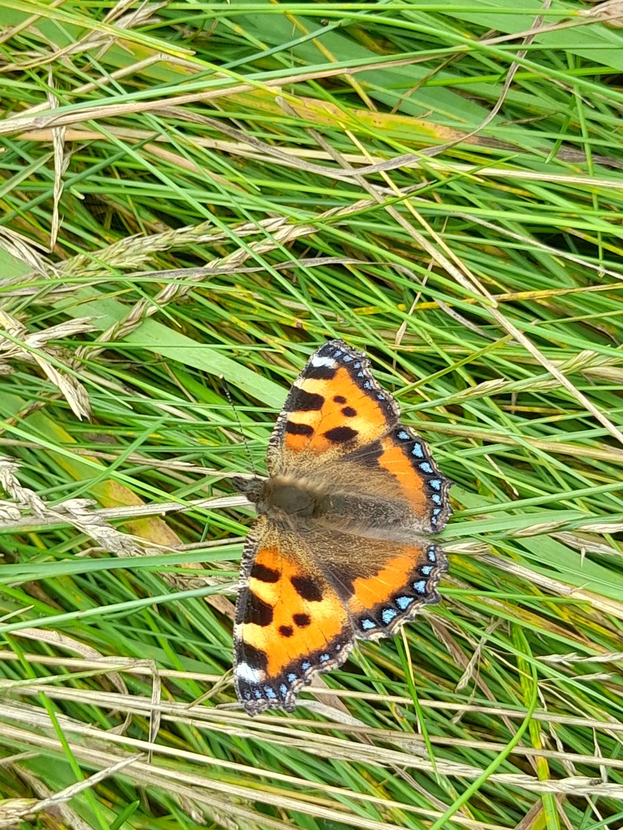 Northumberland Park tweet media