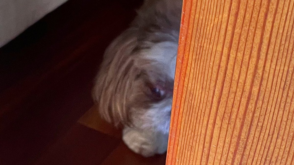 AdamsFamilyTzus's tweet photo. I spy with my little eye. I was spying on my human, but she caught me. #spy #Ispy #minidetective https://t.co/eWRYBeh8zx