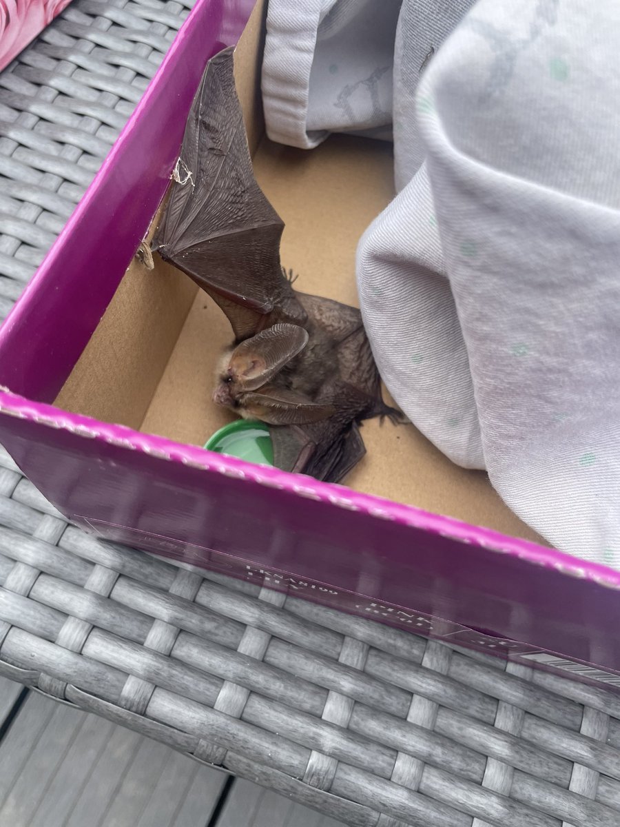 When the kids come and tell me there’s a dead rabbit, bird or rat in the garden….. no it’s a bat 🦇 don’t think I’ve seen one this close and I thought it was a baby but its an adult!! Someone from @_BCT_ are coming to collect it tomorrow! #bats #batconservation
