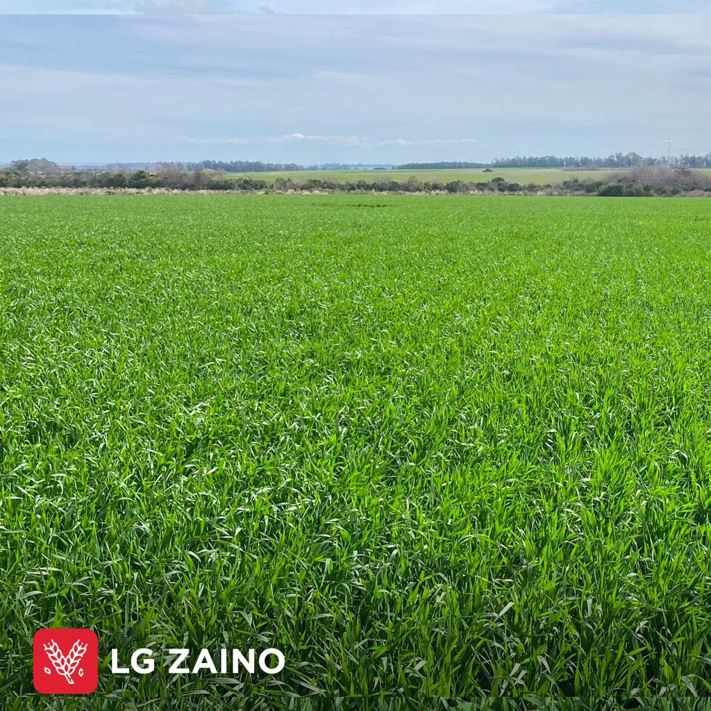 🌱Mirá que 📸 las de nuestro trigo 𝗟𝗚 𝗭𝗔𝗜𝗡𝗢
.
🌐Conocé todos nuestros productos en:
𝙬𝙬𝙬.3𝙖𝙜𝙧𝙤.𝙘𝙤𝙢.𝙪𝙮
.
.
<a href="/lgsemillas/">LG SEMILLAS 🌽🌻🌾🌱</a>
<a href="/mauriciofugante/">Mauricio</a>
<a href="/DiegoAlonso1980/">Diego Alonso</a> 
.
.
#trigo #limagrain #3agro