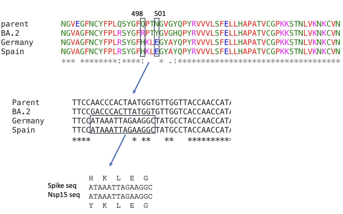 SolidEvidence's tweet image. I showed this to @LongDesertTrain and he was a bit  skeptical.  He noted that the sequence was questionable with some of the sequences. Then he noticed something important. The sequence for a 5 amino acid portion of the RBD was a duplication of sequence from nsp15 in one seq.
6/