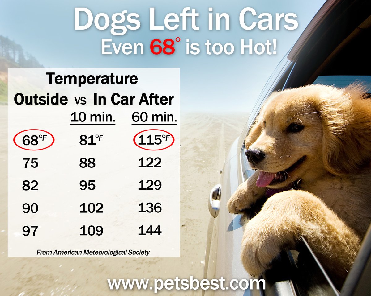 CynthiaMaroDVM's tweet photo. Friendly reminder: Even when it's not very hot outside, temperatures can get to dangerous levels for your pet if left in the car! 🥵🌡 #petcaretips #petsafety #summer #cynthiamaro #petowner #veterinarian https://t.co/OYvOUCMreL