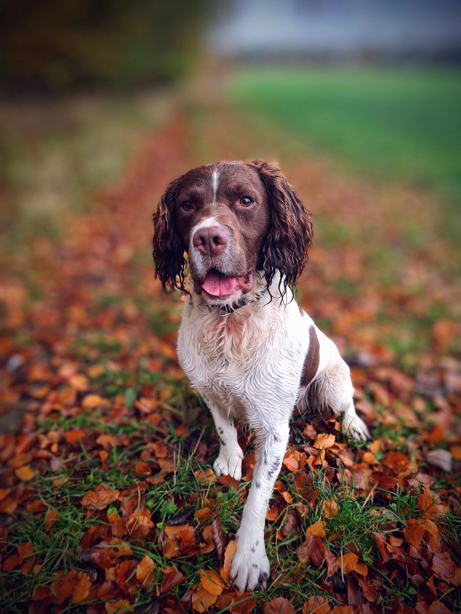 PSOSDogs's tweet photo. It's been a good week for our specialist dogs. Yesterday #PDLoki &amp; #S311 added to the haul of drugs sniffed out when they helped @PSOSEdinburgh officers recover Cocaine worth £1500. Enquiries are ongoing, &amp; the pair &amp; looking for the next job to support at.

#TheNoseKnows https://t.co/J4s4T6FeUh