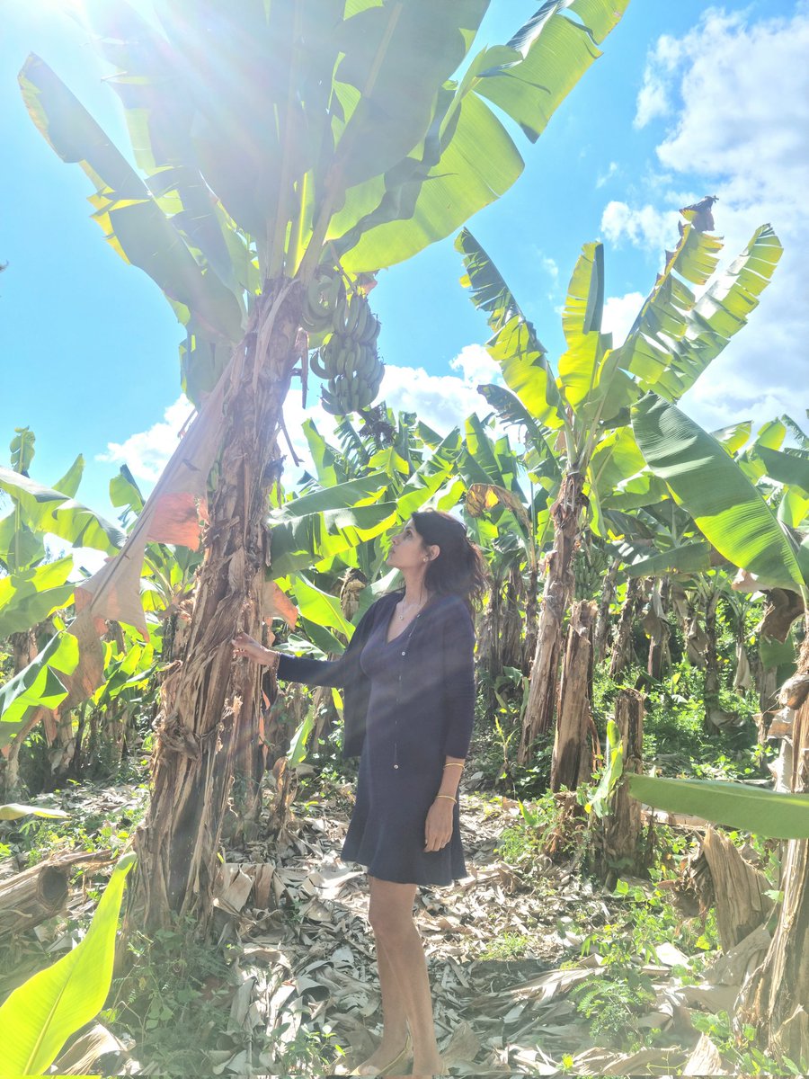 samiabadat's tweet photo. Visite de la Bananeraie de bourbon, une de rares bananeraies bio de #Réunion. Une exploitation exemplaire, accompagnée par @departement974 @CyrilleMelchior, sur laquelle des produits labellises "100%LaReunion" sont fabriqués.
#agriculturebiologique #LaReunion #excellencereunion https://t.co/oPKV0mKlnx