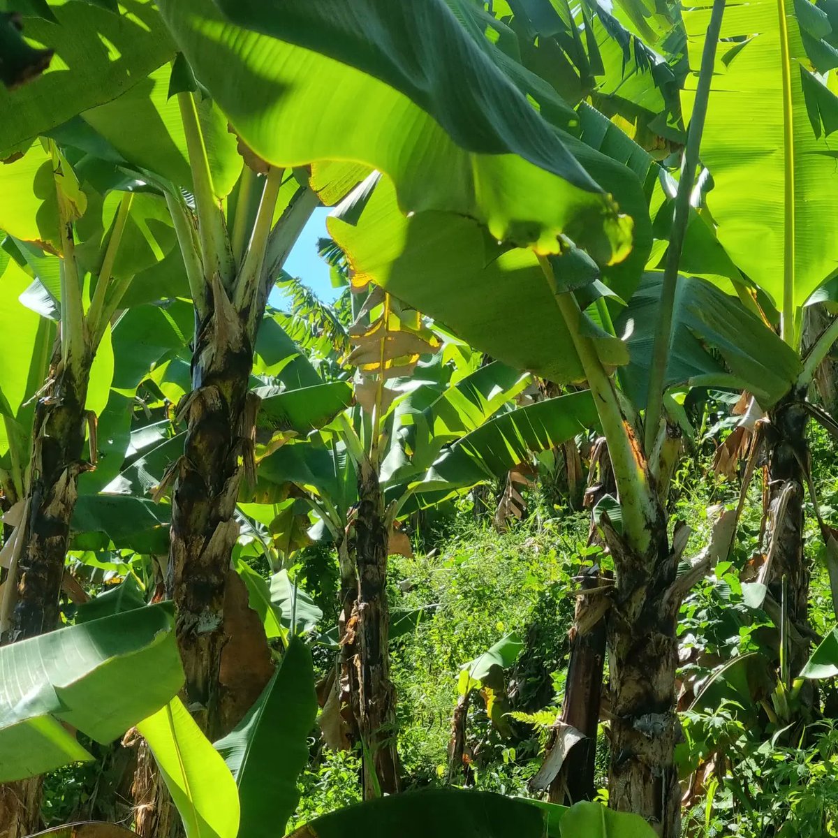 samiabadat's tweet photo. Visite de la Bananeraie de bourbon, une de rares bananeraies bio de #Réunion. Une exploitation exemplaire, accompagnée par @departement974 @CyrilleMelchior, sur laquelle des produits labellises "100%LaReunion" sont fabriqués.
#agriculturebiologique #LaReunion #excellencereunion https://t.co/oPKV0mKlnx