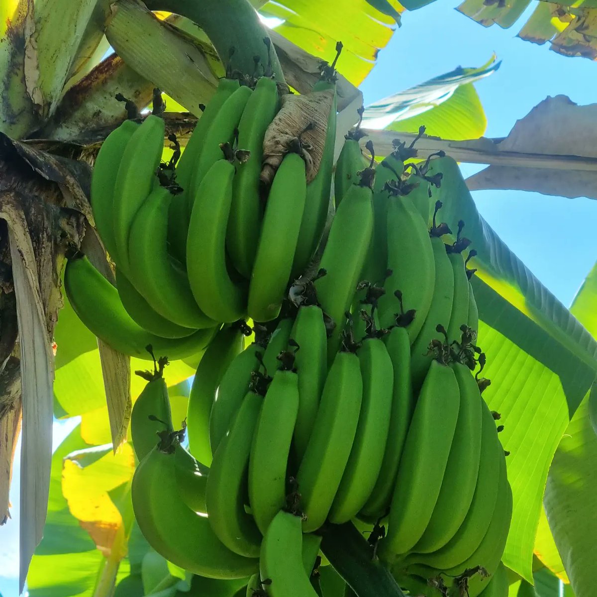 samiabadat's tweet photo. Visite de la Bananeraie de bourbon, une de rares bananeraies bio de #Réunion. Une exploitation exemplaire, accompagnée par @departement974 @CyrilleMelchior, sur laquelle des produits labellises "100%LaReunion" sont fabriqués.
#agriculturebiologique #LaReunion #excellencereunion https://t.co/oPKV0mKlnx
