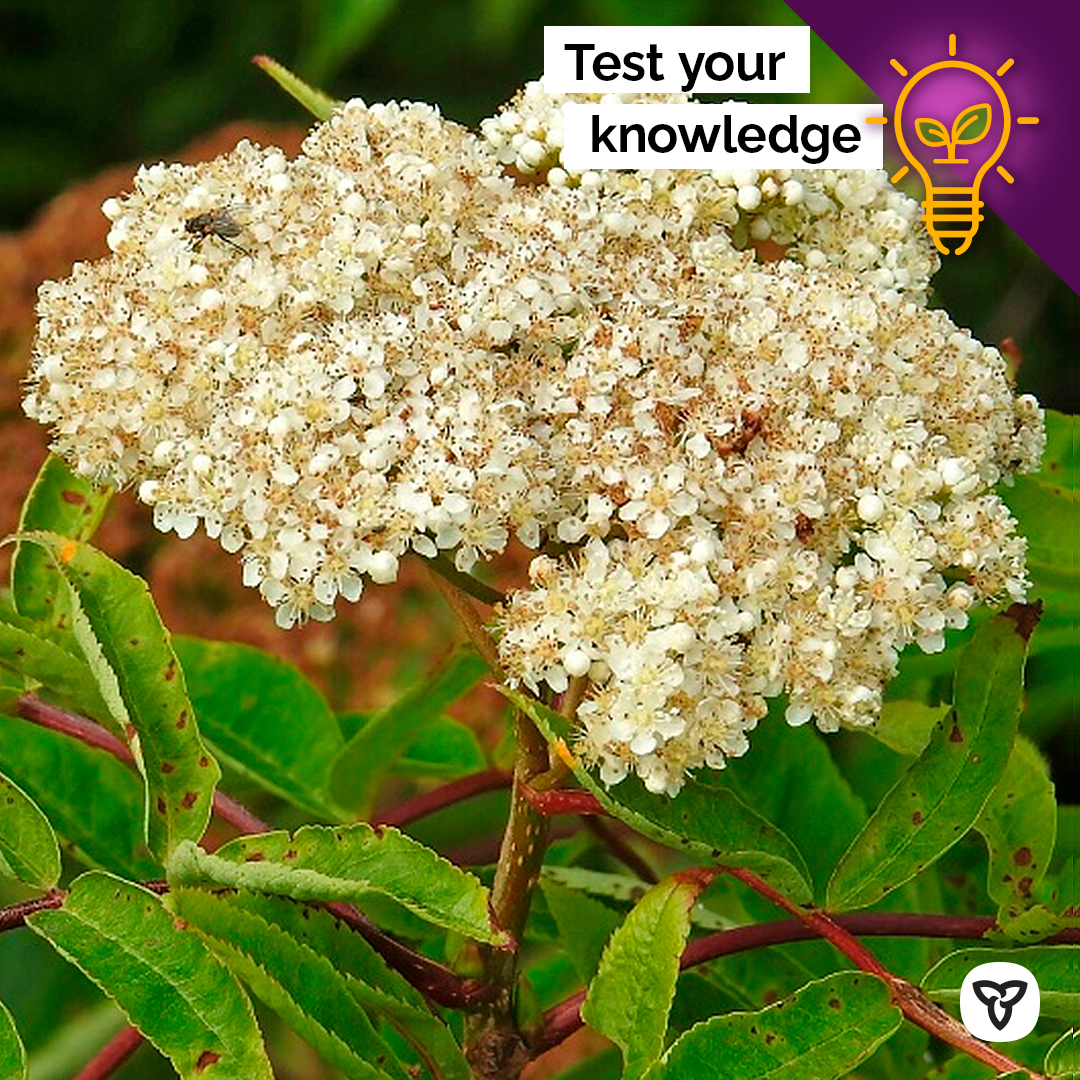 ONresources's tweet photo. Here’s our final #TreeTrivia bloom of the series!

Q: My showy flowers develop into bright red berries that are eaten by many species of birds and animals. https://t.co/kywdl4Bxel