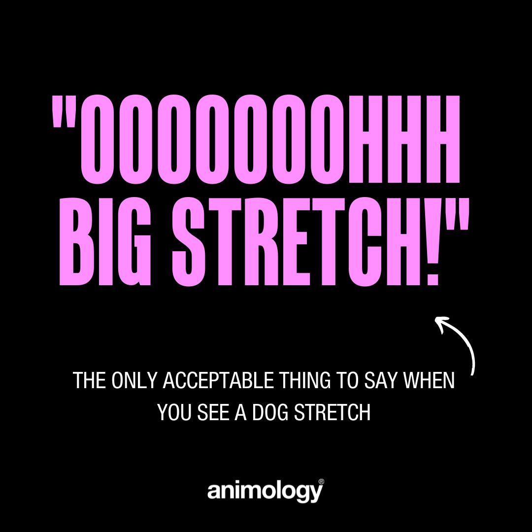 The unwritten rule of pet ownership!