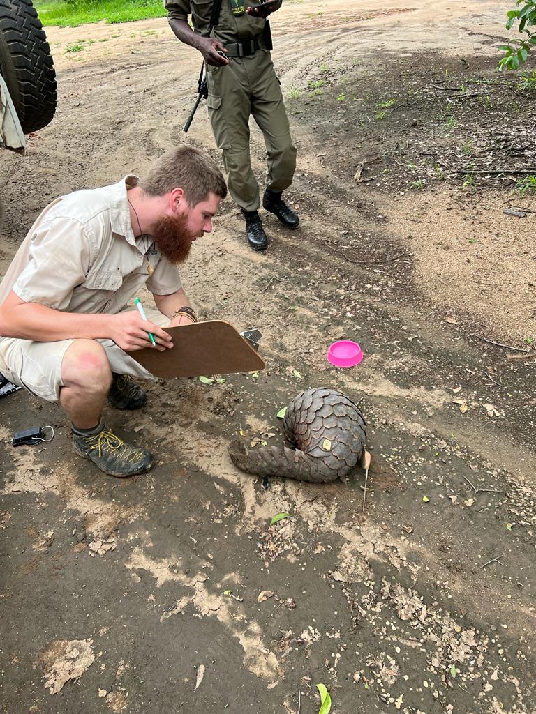 malawiwildlife's tweet photo. 📡 Satellite data helped us prevent this released pangolin from getting too close to a national park's electric fence. We found her and re-released her 15km away. She's been gaining weight since release &amp; is now settled into a home range in her new area, well away from the fence https://t.co/UqwwBUcd20