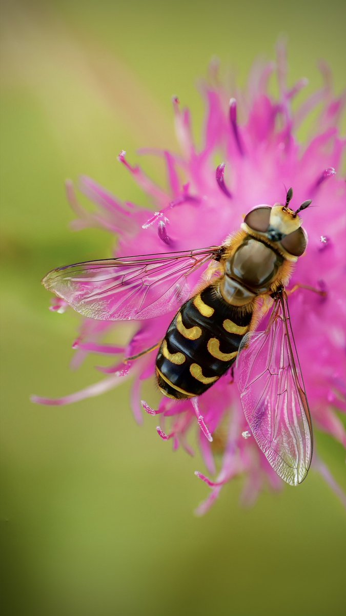 itsthebirdnerd's tweet photo. 🌼 Pausing on Petals 🌼💫 

Caught this magical hover fly resting on a bloom, wings spread in sheer elegance. 

Each tiny vein and shimmering scale is a testament to nature's intricate design. 🪰✨ 

#HoverFly #FlowerStop #IntricateWings #NatureBeauty https://t.co/ey5Qf08f3a