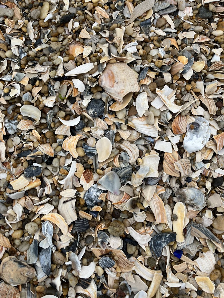 cory__rice's tweet photo. This is now just a beach account 🦀 https://t.co/neLIQWYfIe