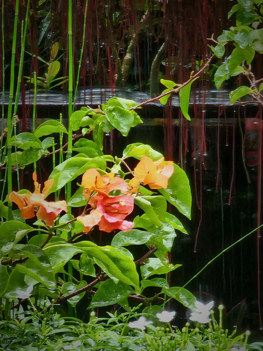 Fireprooftank's tweet image. Staring at the rains' blessing to this plant. Thou this plant has thorns, it still receives grace from above.

#Godsloveiseverlasting #truelove #forgiveness