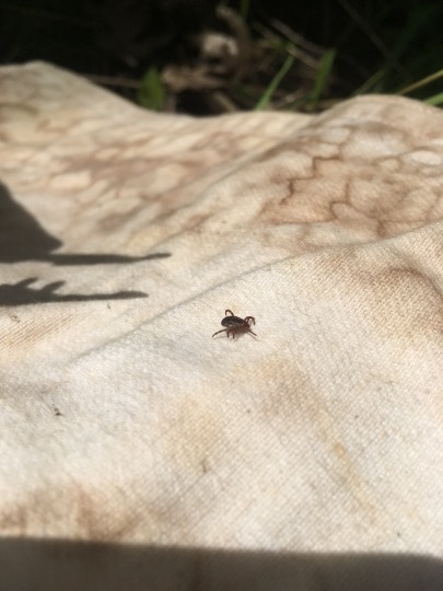 ITickUIUC's tweet photo. Come see us tomorrow at the Land of Goshen Community Market in Edwardsville! Learn about protecting yourself and your pets from #vectorbornediseases https://t.co/z2TG6bzC10