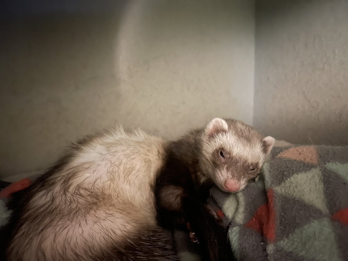 spectrafox's tweet photo. @TheRealDudja My ferret Daisy Dook. And here I thought I was her fave person. XD https://t.co/x9F3QMOOco
