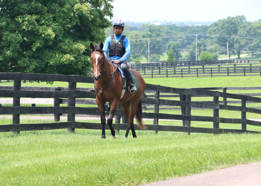 LaurienBerenson's tweet image. Young racehorses are like children. Before they can run, they have to learn to walk. Early lessons at #FernhillStables @Dermo99