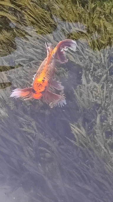 Fish 