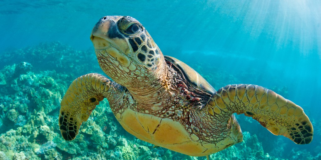 oceana tweet picture
