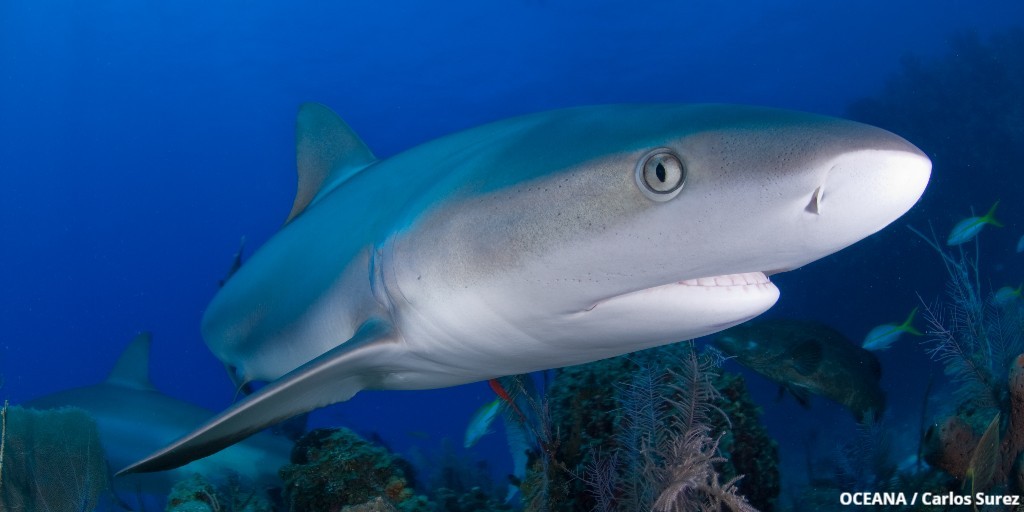 oceana tweet picture
