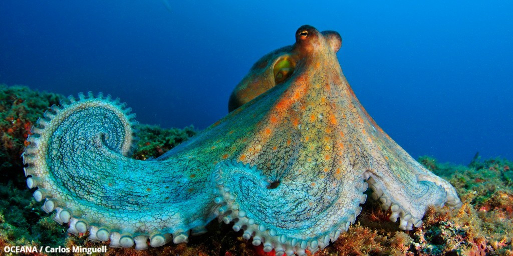 Oceana (@oceana) on Twitter photo Happy #WorldConservationDay! ๐ณ ๐ฆ ๐  
Today, we celebrate everything you have helped us achieve to protect & restore our planet's oceans & biodiversity. Together, we will continue to rebuild abundant & biodiverse oceans by winning science-based victories around the world! ๐๐ Happy #WorldConservationDay! ๐ณ ๐ฆ ๐  
Today, we celebrate everything you have helped us achieve to protect & restore our planet's oceans & biodiversity. Together, we will continue to rebuild abundant & biodiverse oceans by winning science-based victories around the world! ๐๐