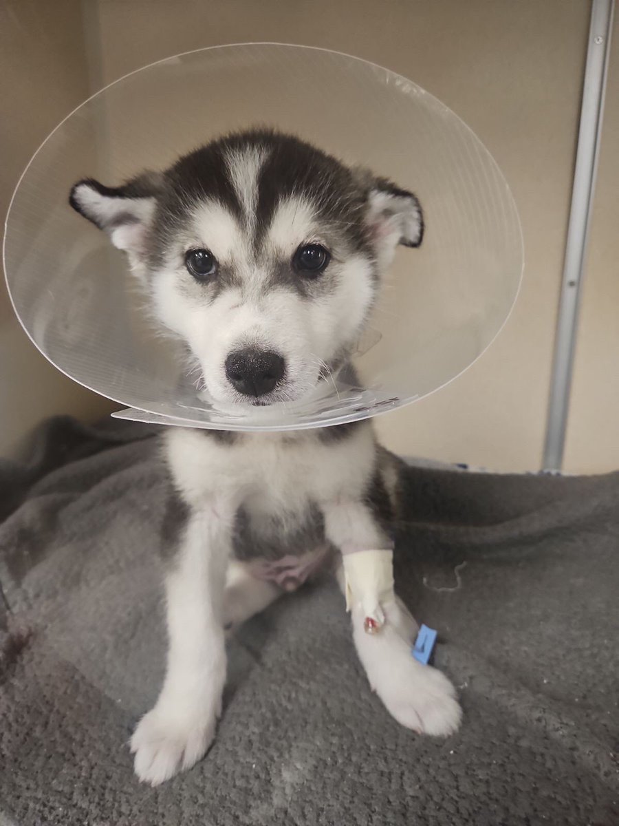 This is Toast. He was brought to the hospital in extreme distress. He is having difficulty breathing and refusing to eat. We're trying to get him the around the clock care he needs. You can help us do that by clicking below ❤️‍🩹
links.weratedogs.com