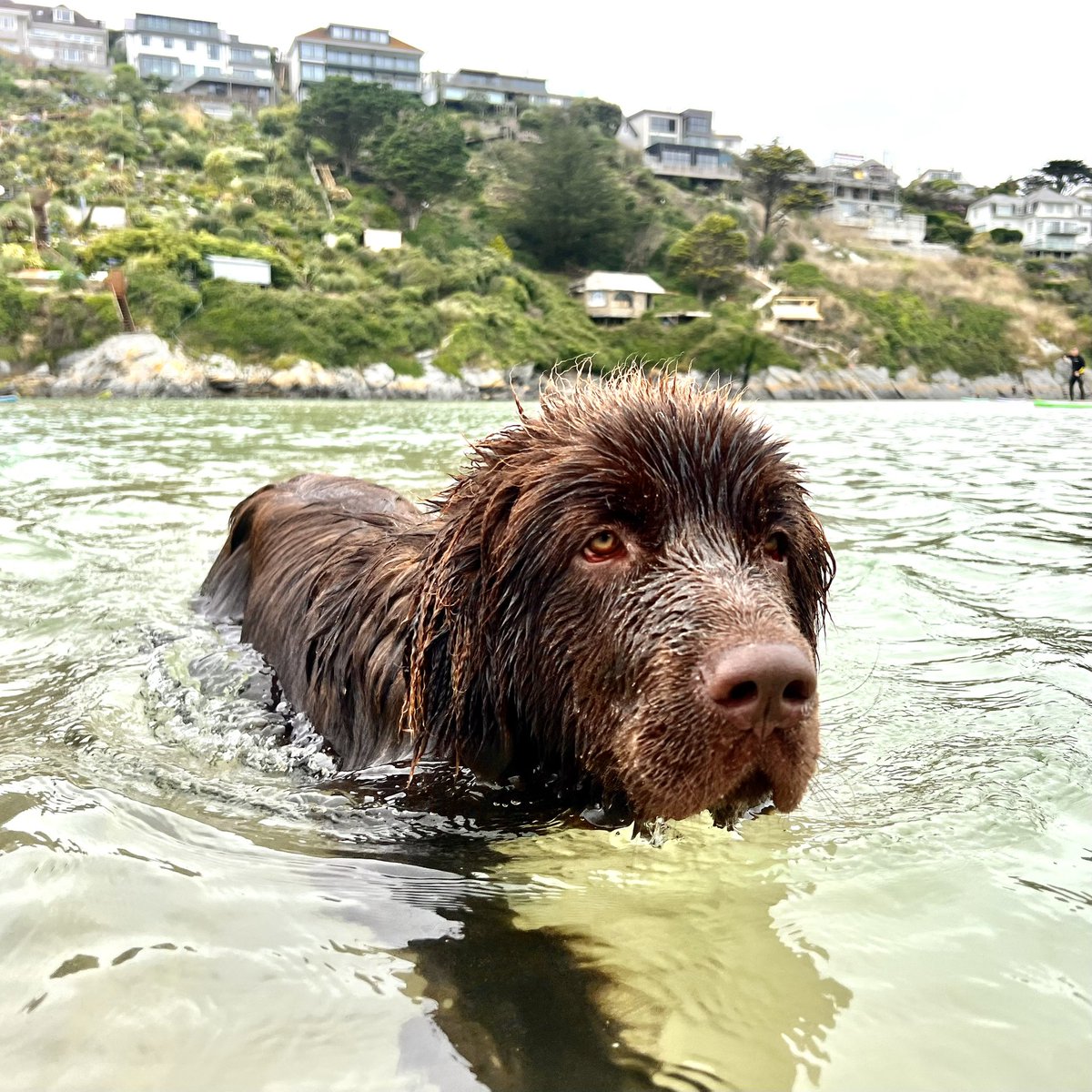 Newfoundland Puppy enjoys a swim at The Gannel near Newquay in Cornwall 

#newfoundland #newfy #cornwall #newquay #puppy