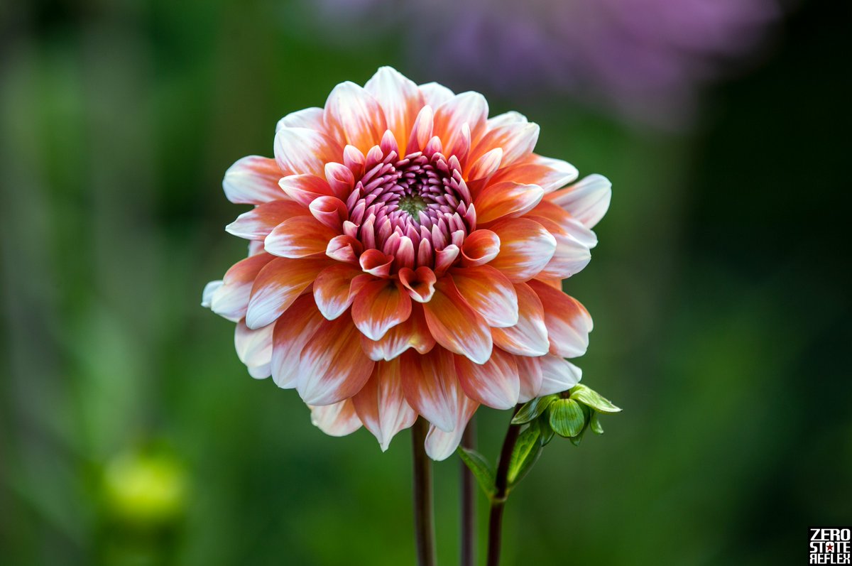 ZeroStateReflex's tweet image. Dahlia, Magnuson Community Garden, Seattle 

#dahlia #magnuson #seattle #zerostatereflex #canon #5dmark3