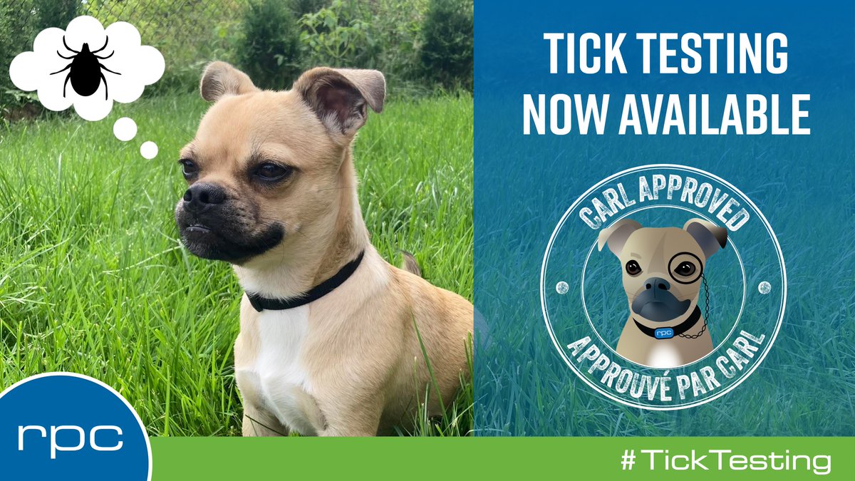 NB_RPC's tweet image. Carl loves to play outside, often in areas where ticks can be found. He wants to let you know that should you find a tick on your fur friends or family there is a lab service that can test ticks for the causative agent of #LymeDisease. 
rpc.ca/english/as-tic…
#TickTesting
