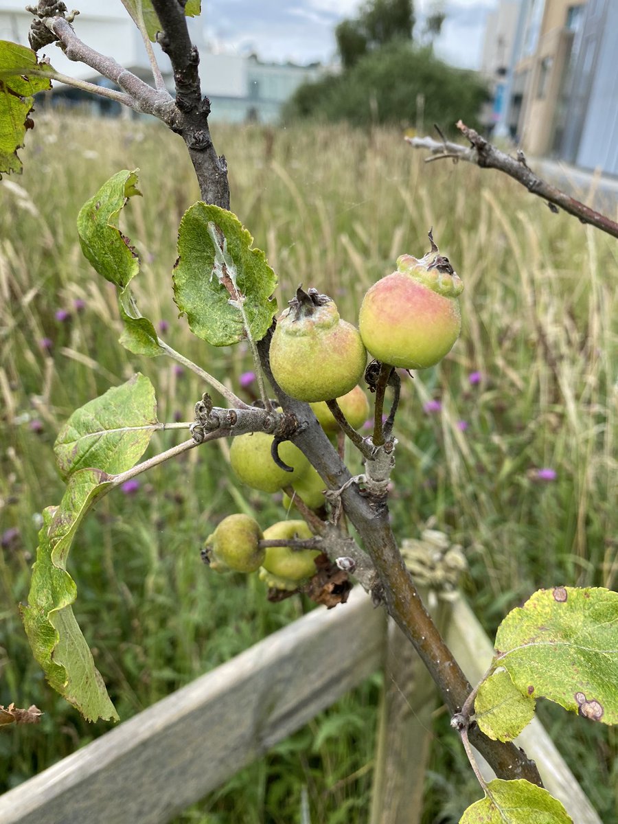 Newton’s apples in Lincoln! <a href="/UoLMathsPhys/">Lincoln School of Mathematics & Physics</a>
