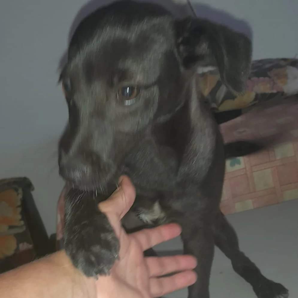 Buongiorno, sono  Otero 
Ho circa 3 mesi e mezzo,  peso 3,5 kg e sarò una taglia media piccola mi affidano con vaccini chip sverminazione , 
Mi trovo in Calabria Con staffetta arrivo ovunque chiamate il 
        +39 329 732 3431
Grazie 💚