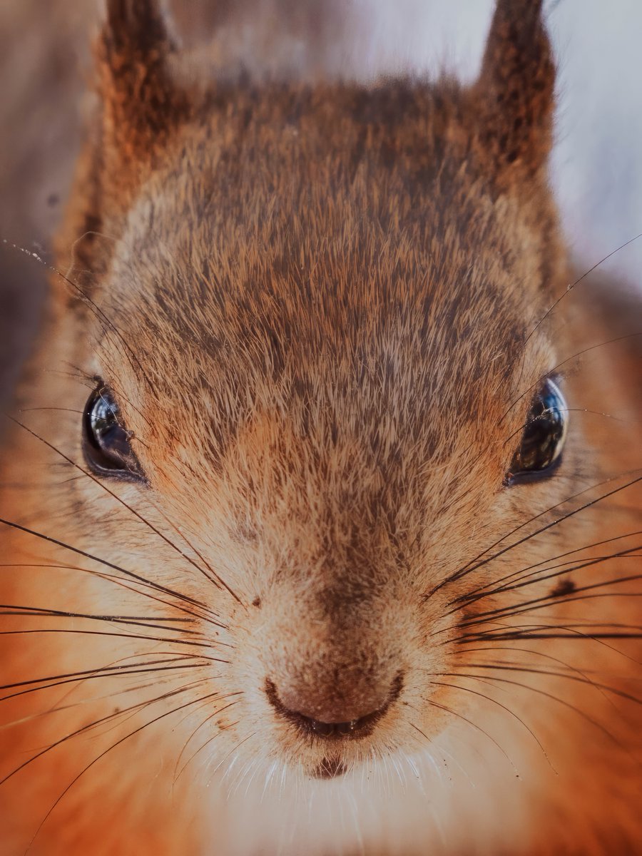 AlexanderPopkov's tweet photo. more #squirrels 
#Finalnd https://t.co/9kpSivHGqy
