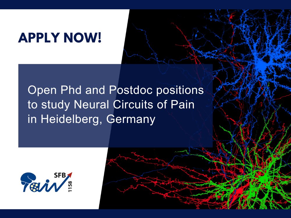 sfb1158's tweet photo. Apply Now! Open Phd and Postdoc positions to study Neural Circuits of Pain with the Heidelberg Pain Consortium in Heidelberg, Germany.

For more information, please visit: https://t.co/PlgI0DSPl7

#pain
#neuralcircuits
#heidelberg
#research https://t.co/UKIQNqurPh