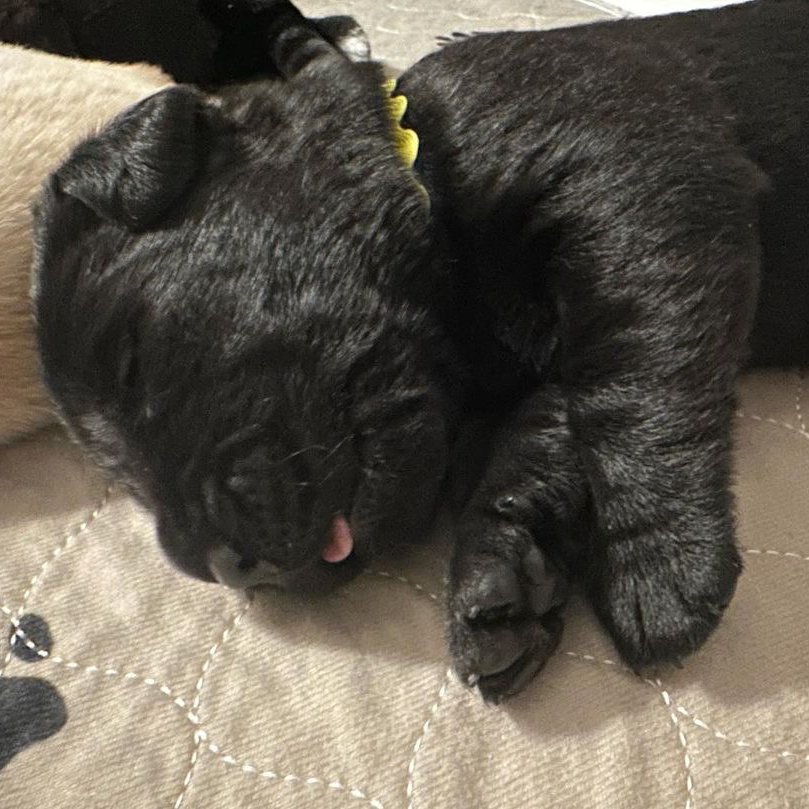 Valor Service Dogs tweet media