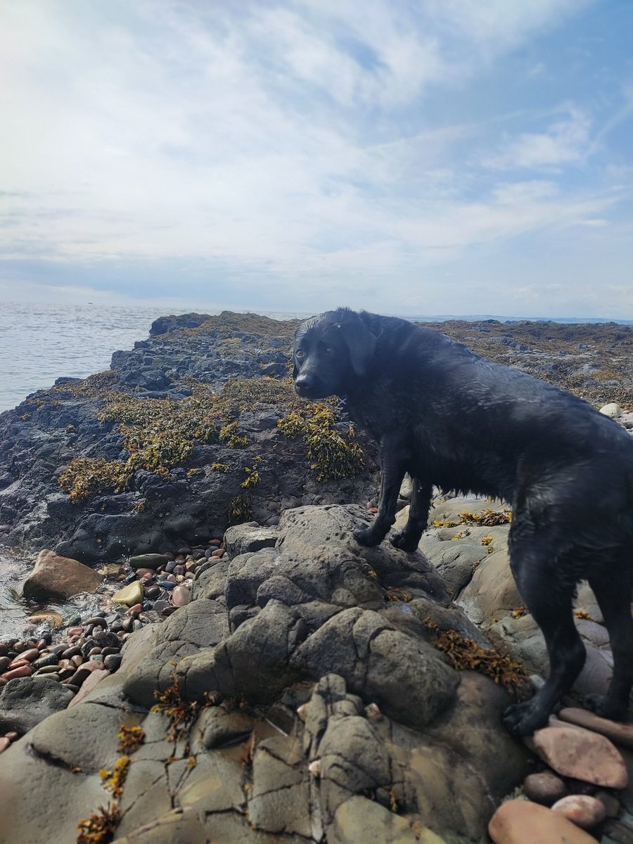 whiteside_beth's tweet photo. Day 3 and living the dooks more every day. Will miss this place when we go home tomorrow - think Selkie is feeling the same way too! 
#johnshaven https://t.co/qRkzmfKN6P