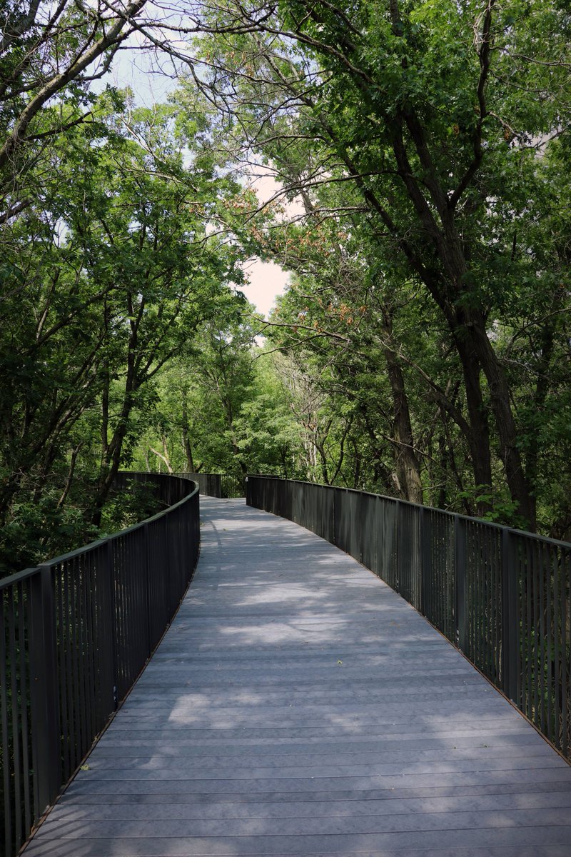 🗣️Treetop Trail! Treetop Trail! Treetop Trail! | We're just a ✨little✨ excited about today's Grand Opening of the #TreetopTrail. Will you be checking it out this weekend?? #MNZooElevated