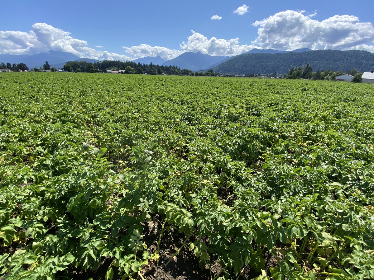 AppleHank's tweet photo. I was working down on the coast looking at several potato fields. Looking good! #bcpotatoes @syngentacanada https://t.co/ACfesphSgp